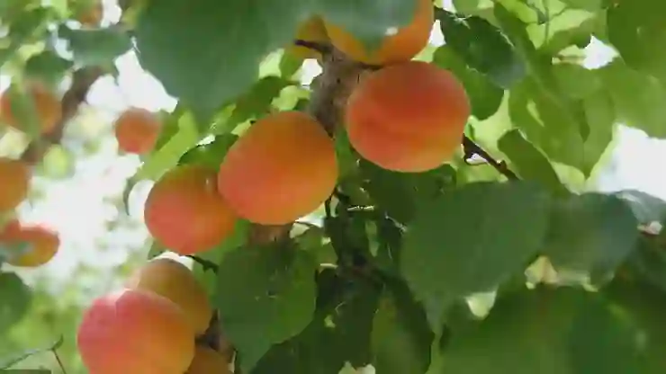 Mut’ta kayısı hasadı başladı: Kilosu 50 TL’den satışta!