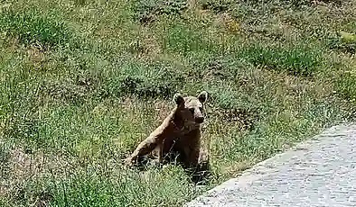 Nemrut’a giden vatandaşlara bozayı uyarısı