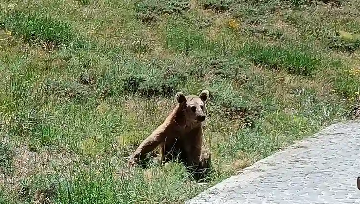 Nemrut’a giden vatandaşlara bozayı uyarısı