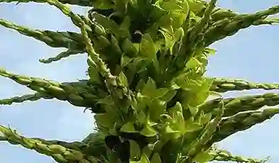 Okul bahçesindeki “koyun yiyen” 10 yıl sonra çiçek açtı