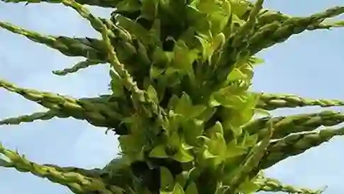 Okul bahçesindeki “koyun yiyen” 10 yıl sonra çiçek açtı