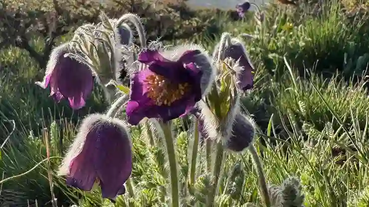 Palandöken’e bahar geldi; dağ eteklerinde mor ters laleler açtı