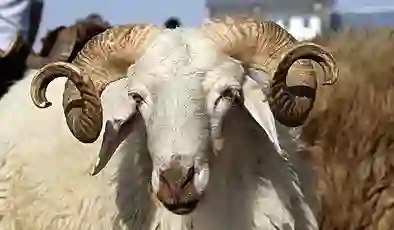 Sahte kurbanlık ilanıyla 5 milyon liralık vurgun: İki kişi tutuklandı!