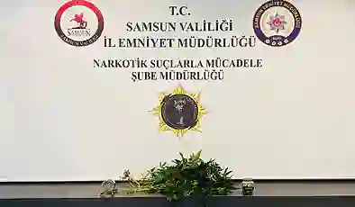 Samsun’da evde kurdukları serada kenevir yetiştiren 2 kişiye gözaltı