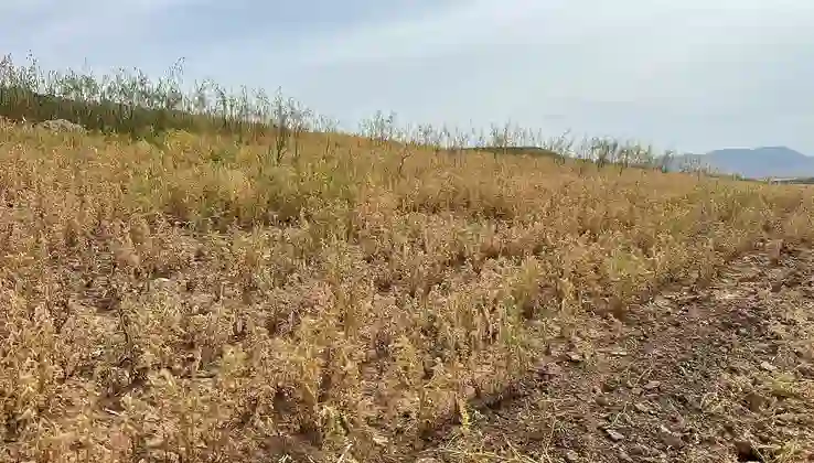 Siirt’te yılın ilk mercimek hasadı yapıldı