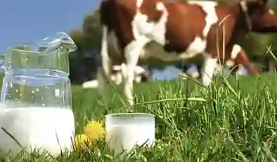 Süt üretiminde rekor beklenti: Hedef 23 milyon ton!