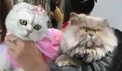 Tokat’ta kedi güzellik yarışması düzenlendi