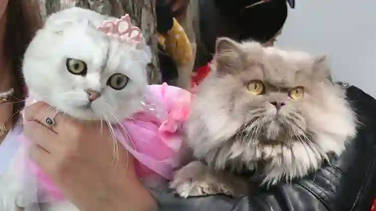 Tokat’ta kedi güzellik yarışması düzenlendi