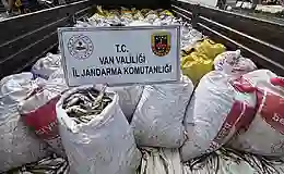 Van’da 3 ton 820 kilo kaçak avlanılan inci kefali ele geçirildi!