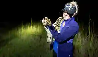 ABD’de piton istilası: Otobüs dolusu yılan öldürüldü