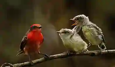 Antik Roma’da “fast food” kültürü: Atıştırma olarak kızartılmış kuş yiyorlardı