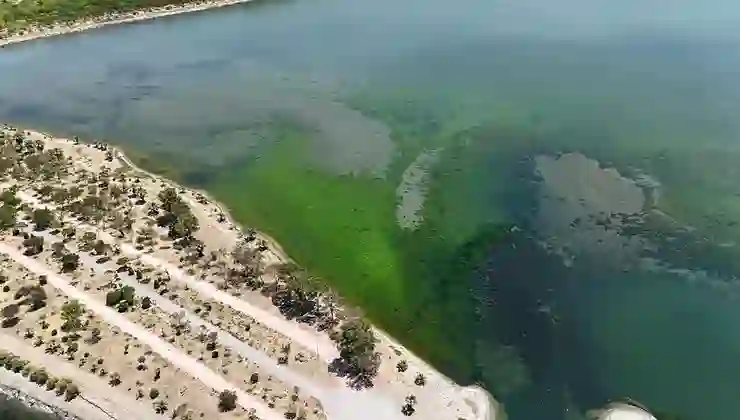 Deniz yosunları lagünü kapladı