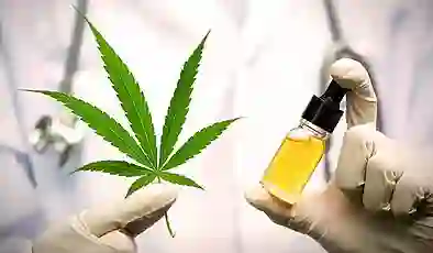 Eczanelerde tıbbî kenevir satılacak