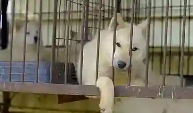 Güney Kore köpek etini yasakladı, kalan köpeklere ne olacak?