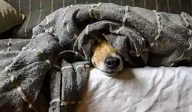 Hayvanseverler tepkili: Apartmanda yaşayanlara evcil hayvan sınırlaması getirildi