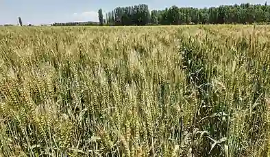 Iğdır’da yerli ve milli buğday çeşidi “Taner”, çiftçilerin yüzünü güldürdü