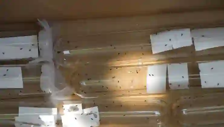 Kahverengi kokarca yayılıyor: Amasya’da da tespit edildi