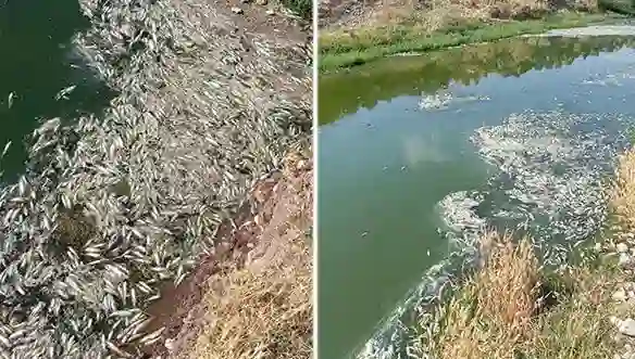 Karasu Çayı’ndaki balık ölümlerine inceleme