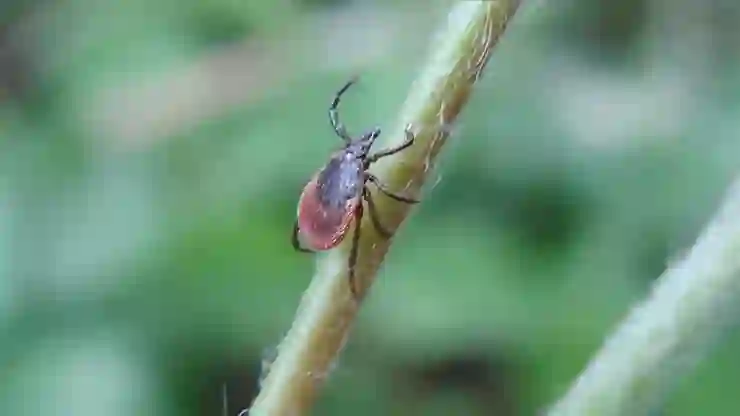 Kene tehlikesi can almaya devam ediyor