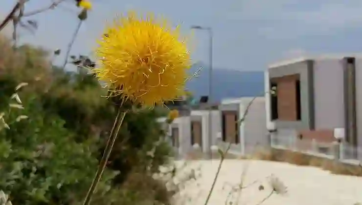 Kuşadası’nın sembolü “Tülüşah” çiçek açtı: Koparmanın cezası 557 bin TL