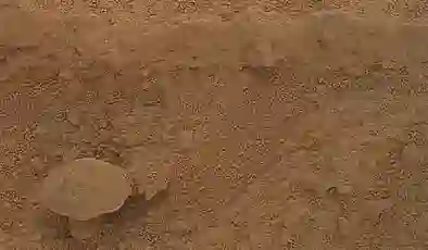 NASA fotoğrafladı: Kızıl Gezegen’de yetişen gizemli mantar