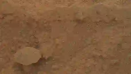 NASA fotoğrafladı: Kızıl Gezegen’de yetişen gizemli mantar