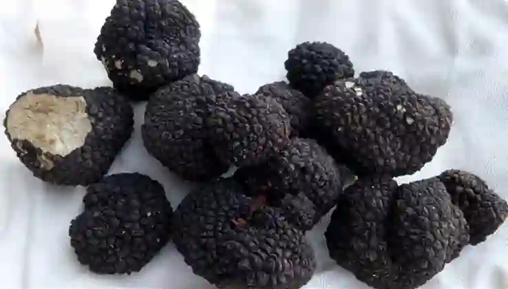 Trüf mantarı Türkiye ekonomisine 650 milyon lira katkı sağladı