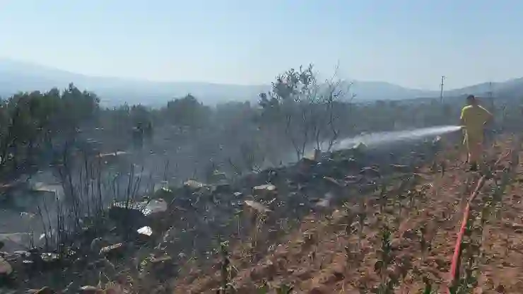 Aydın Karacasu’da zeytinlik alanda yangın: 300 zeytin ağacı zarar gördü