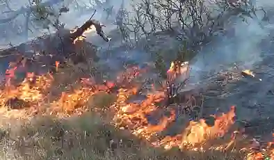 Balıkesir Burhaniye’de çıkan orman yangını 8 saatte kontrol altına alındı