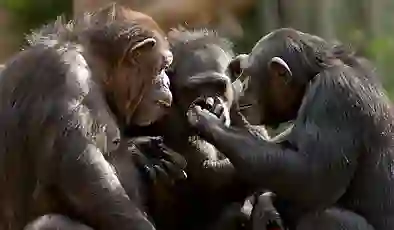 Bilim insanları, primatlarda “alfa erkek” tezini çürüttü: Güç dengesi sanılandan daha karmaşık