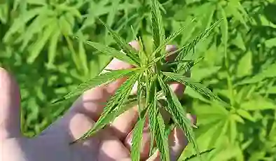 CHP’li Şahbaz’dan “kenevir düzenlemesine” tepki: Bu düzenleme, halkı uyuşturucu bataklığına sürükleyecek