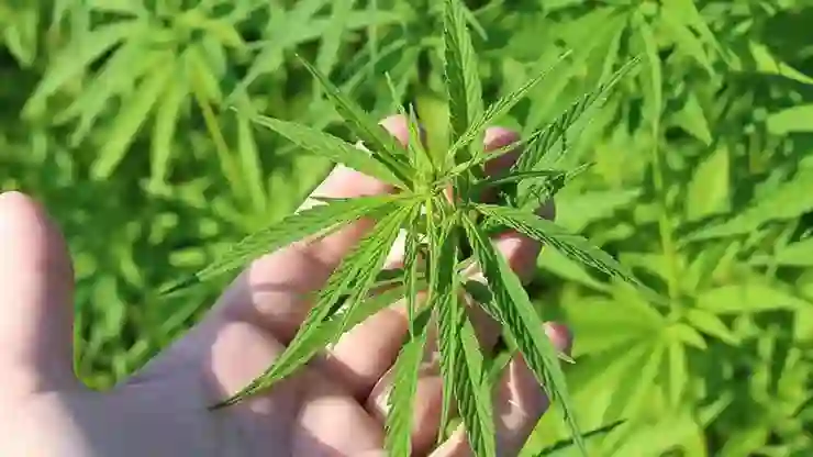 CHP’li Şahbaz’dan “kenevir düzenlemesine” tepki: Bu düzenleme, halkı uyuşturucu bataklığına sürükleyecek