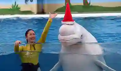 Dünyada ilk kez bir balina ameliyat edildi