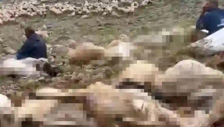 Tunceli’de sürüye yıldırım düştü; 200 küçükbaş öldü
