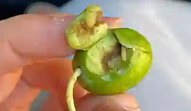 Üreticilere zeytin sineği uyarısı