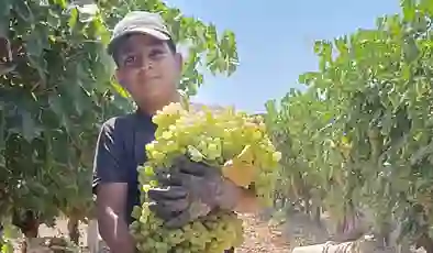 7 kilo 250 gramlık dev üzüm salkımı