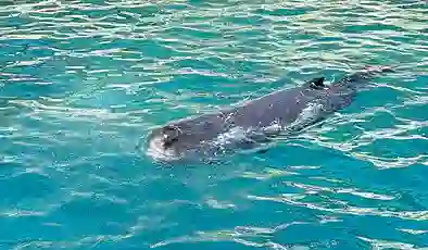 Antalya’da kayalıklara sıkışan yavru balina kurtarıldı