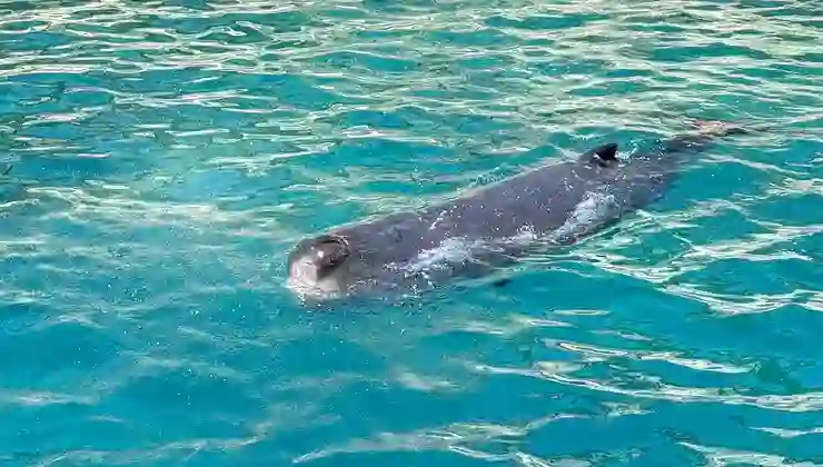 Antalya’da kayalıklara sıkışan yavru balina kurtarıldı