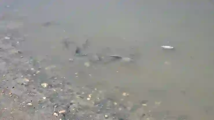 Asi Nehri’nde su sümbülü istilası; balık ölümleri yaşandı