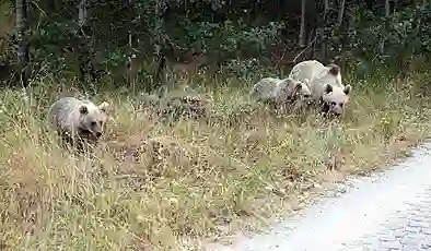 Ayı saldırısı tehdidi: Nemrut Krater Gölü ve Kalderası ziyarete kapatıldı