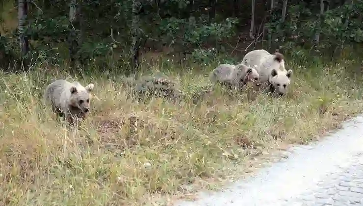 Ayı saldırısı tehdidi: Nemrut Krater Gölü ve Kalderası ziyarete kapatıldı