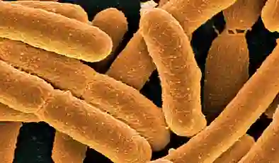 Bilim insanları bugüne kadarki en sentetik canlıyı oluşturdu