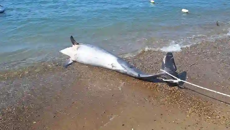 Bodrum’da ölü yunus karaya vurdu