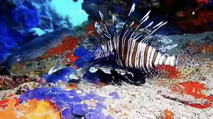 Dikenleri zehirli, türü istilacı: Ayvalık’ta aslan balığı görüntülendi