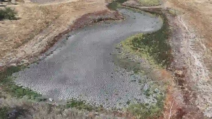 Edirne’deki Küçükdöllük Göleti kuraklık nedeniyle tamamen kurudu