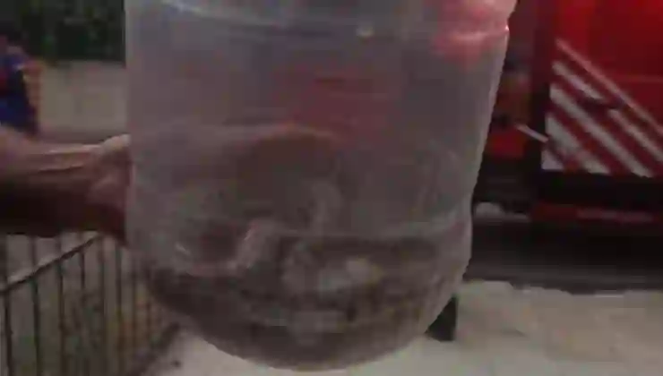 Elazığ’da engerek yılanı paniği: Apartman dairesinde bulundu