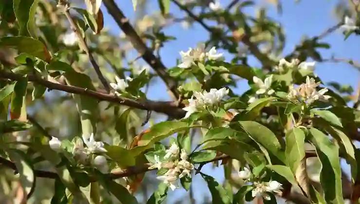 Elma ağaçları ağustos ayında çiçek açtı