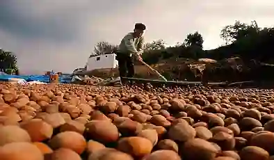 Fındık alım fiyatı belli oldu