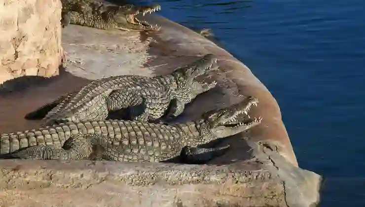 İşgal altındaki Batı Şeria’da timsah skandalı