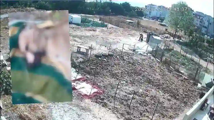 İstanbul’da vahşet: Bir köpeği işkenceyle katletti, diğerinin derisini yüzüp kaçtı!